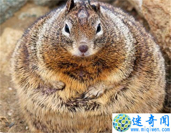 动物界五大最肥胖宠物明星 胖到想生娃都困难