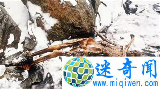 全球最著名八大不腐尸体 考古发现真实睡美人