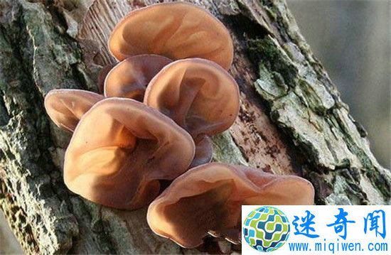 最恶心植物! 植物界十大人体器官
