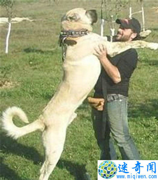 ĹȮйè