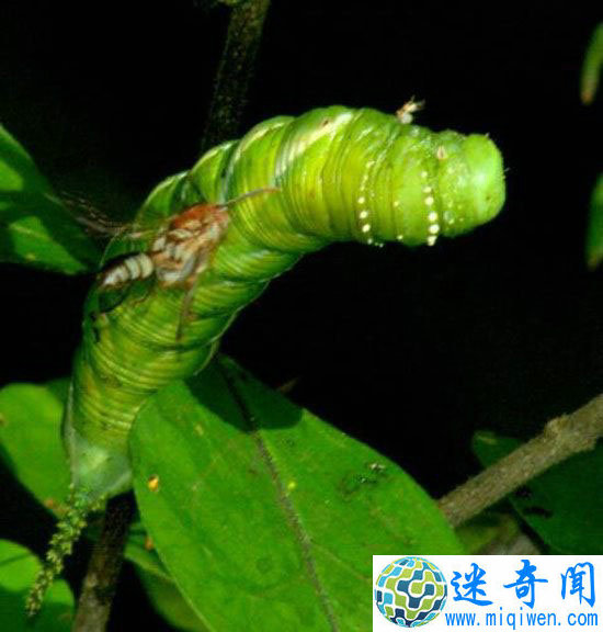 动物世界十大恐怖僵尸人类僵尸有记录!