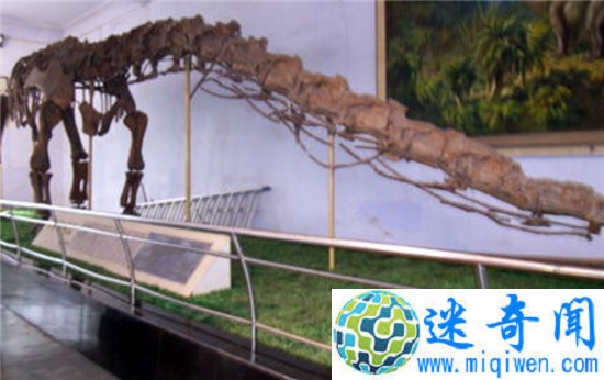 中国龙不是虚构竟有原型!东北发现真龙遗体
