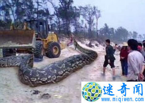 考古发现十四世纪毒戒指 是刺杀投毒神秘利器