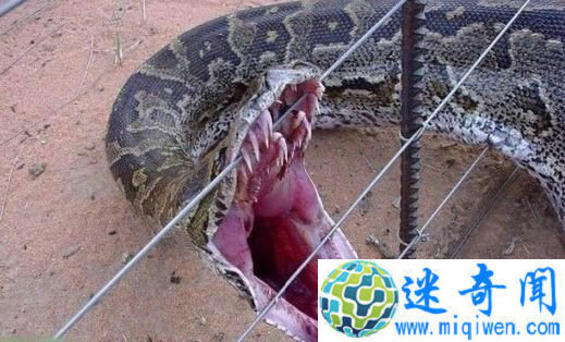 考古发现十四世纪毒戒指 是刺杀投毒神秘利器