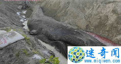 考古发现十四世纪毒戒指 是刺杀投毒神秘利器