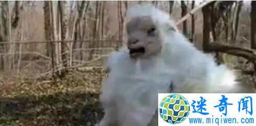 ϾЩ ȫ10ֲ