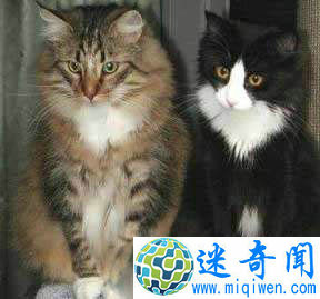 Top6世界上最可爱的猫挪威森林猫