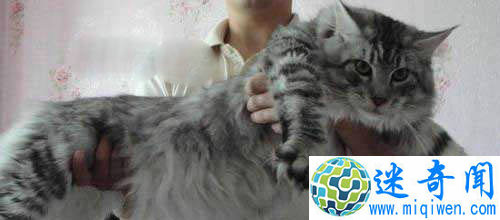 Top3世界上最可爱的猫缅因库恩猫