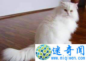Top8世界上最可爱的猫波斯猫