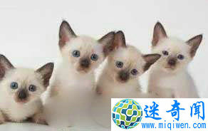 Top10世界上最可爱的猫暹罗猫