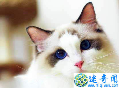 Top2世界上最可爱的猫布偶猫