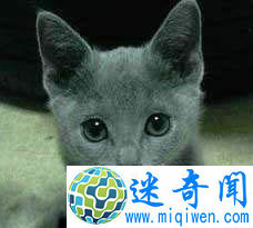 Top9世界上最可爱的猫俄罗斯蓝猫