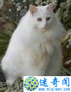 Top7世界上最可爱的猫土耳其安哥拉猫