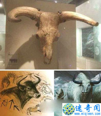 欧洲野牛