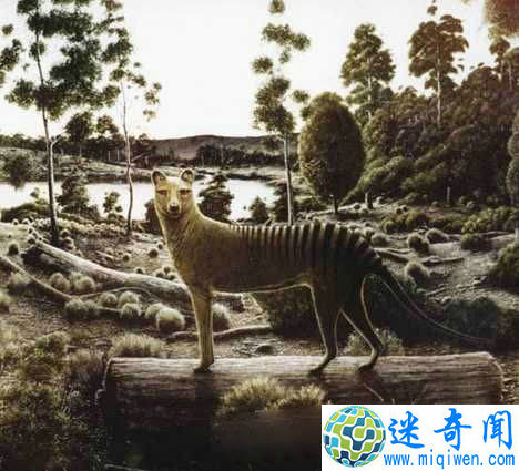 塔斯马尼亚虎