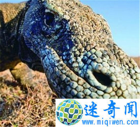 远古巨兽大复活 史前巨兽古巨蜥