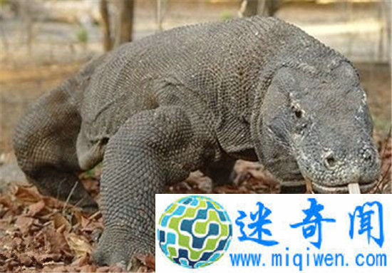 远古巨兽大复活 史前巨兽古巨蜥