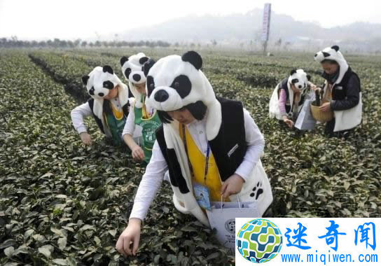 正常人干不了!中国最奇葩的吉尼斯纪录
