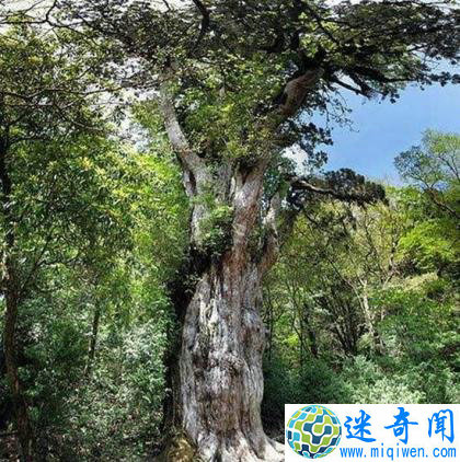 世界上现存的十棵最古老树木 已5000岁了!