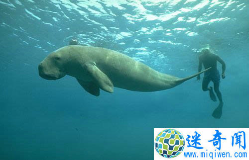 海洋生物