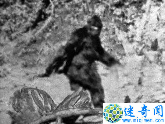 探索神农架野人之谜,神秘野人疑为野外棕熊