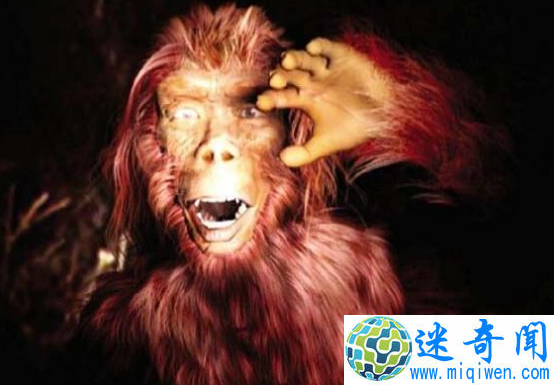 探索神农架野人之谜,神秘野人疑为野外棕熊