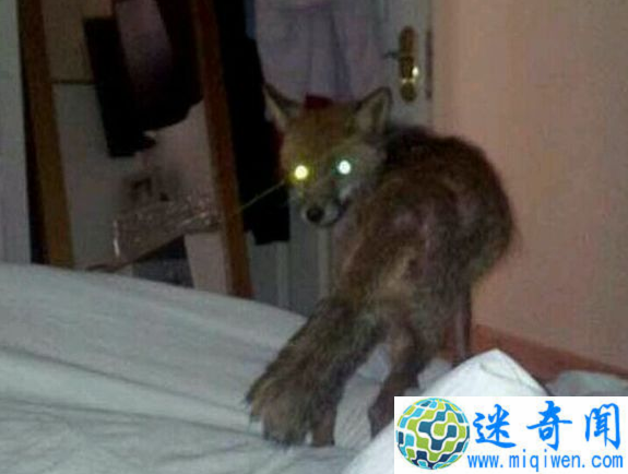 1981年香港狐仙事件,吞食婴儿的恐怖狐狸精