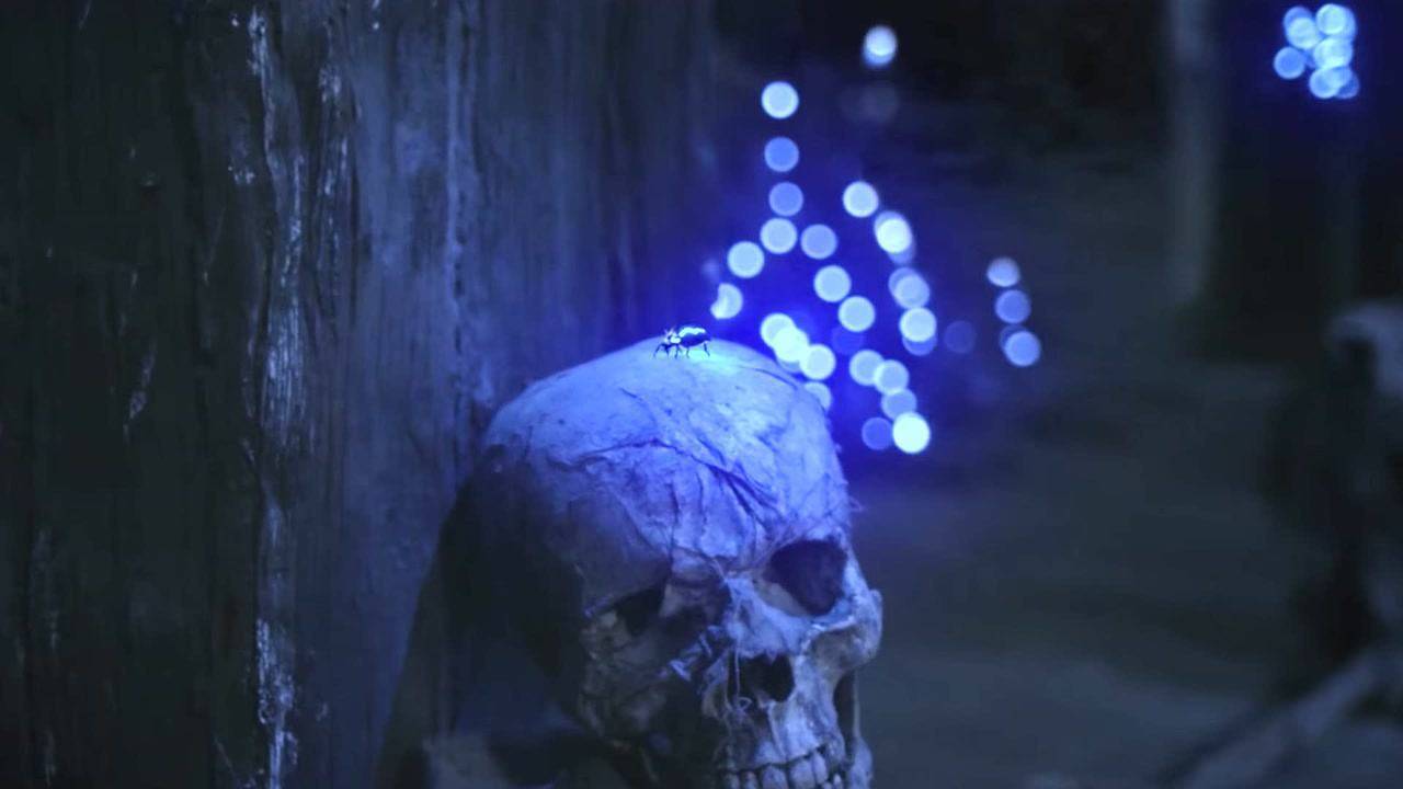 火瓢虫火瓢虫是真实存在的吗
