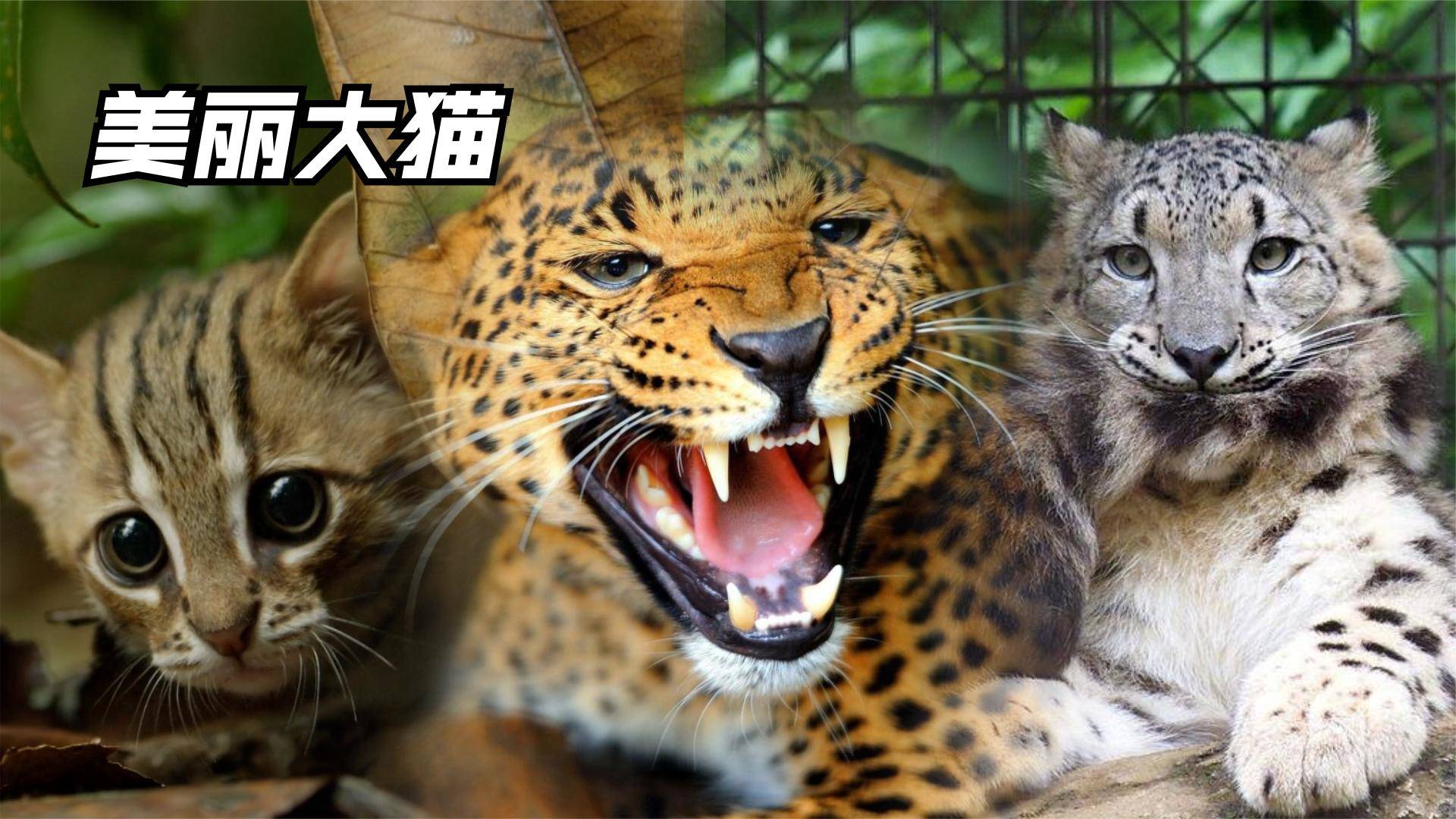 世界上最小的老虎