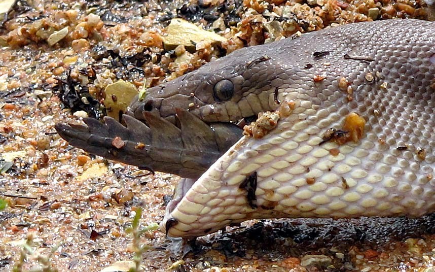 中国最吓人的一条巨蛇