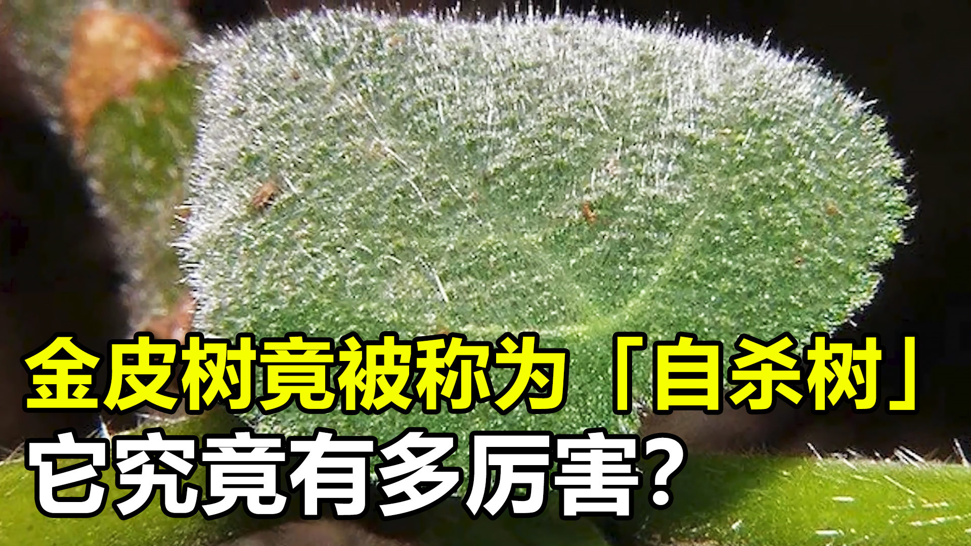 ��������Ķ��� ���������ֲ��������һ