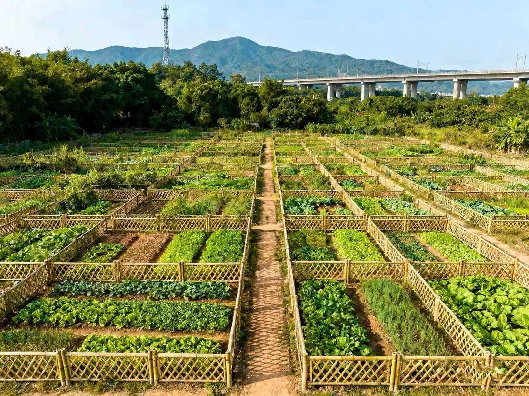 济南共享菜园走红 出租率超90%