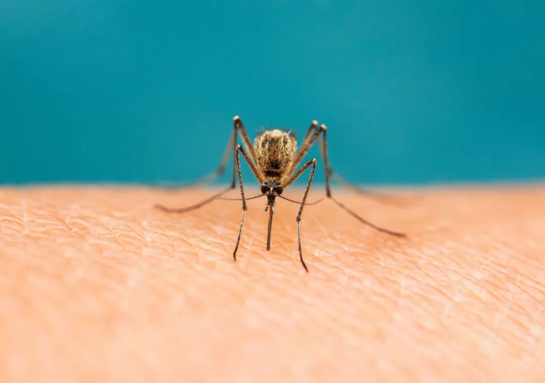  2026��������ע�������ӻ�ӭ����ʷʫ����ǿ��