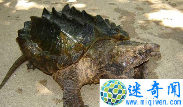 真鳄龟