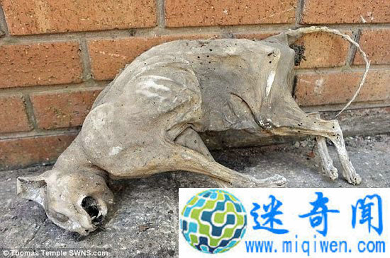 ���ӷ���ľ����è 30��ǰ�ĸ�ʬ��������