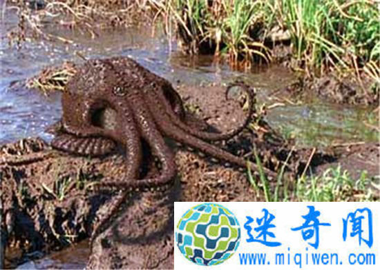 沼泽章鱼将于一亿年后出现的新物种