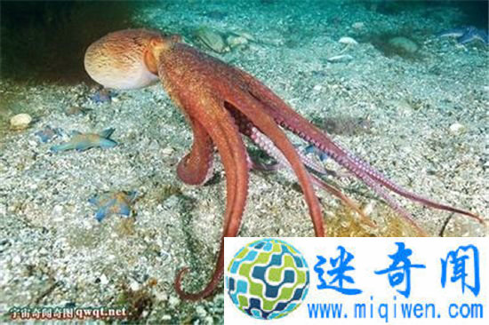 沼泽章鱼将于一亿年后出现的新物种