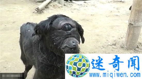 ӡ�ȶ���ɽ��ײ�������� �������ֻ��һֻ���䣡