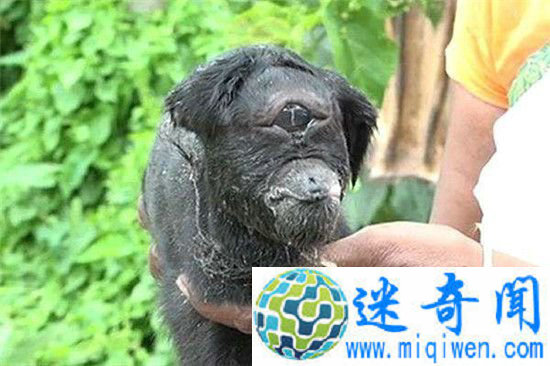 ӡ�ȶ���ɽ��ײ�������� �������ֻ��һֻ���䣡