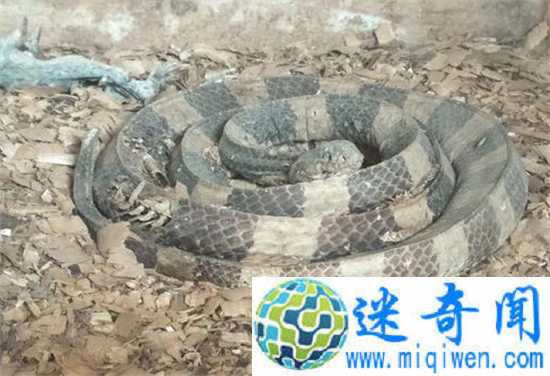 海口动物园成炼狱 动物变死尸太恐怖