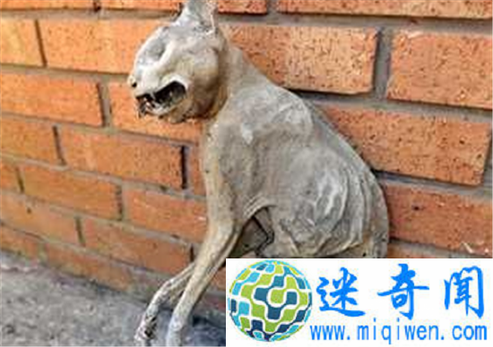 男子发现木乃伊猫 死亡超过30年男子寻找猫主人