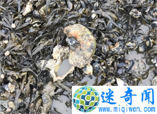 华人去挖丹麦生蚝吃货眼馋