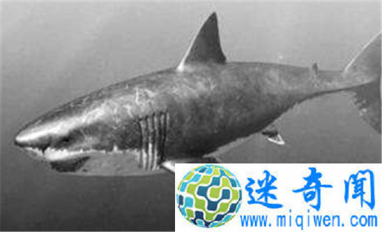 21岁蓝鲸发明者终入狱 蓝鲸死亡游戏始作俑者被捕