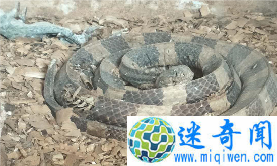 海口动物园成炼狱 动物饿死成干尸顾客寥寥