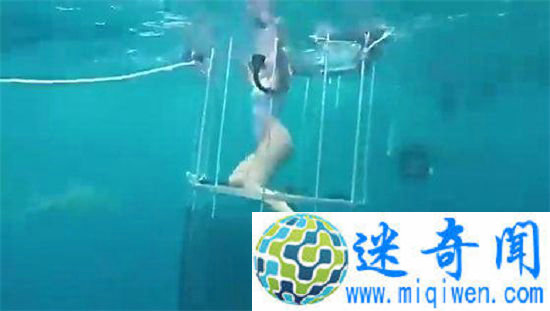 女优与鲨鱼共舞遭咬 美女与野兽并不都像童话那样美好