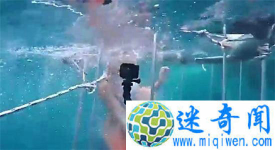 女优与鲨鱼共舞遭咬 美女与野兽并不都像童话那样美好