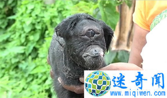 ӡ�ȶ���ɽ����������ײ�� ����һֻ���������