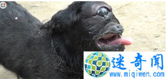 ӡ�ȶ���ɽ����������ײ�� ����һֻ���������