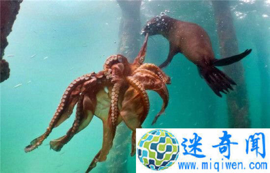 海豹与巨型章鱼殊死搏斗 你追我赶像科幻大片十分罕见!