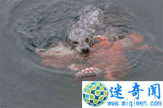 海豹与巨型章鱼殊死搏斗 你追我赶像科幻大片十分罕见!